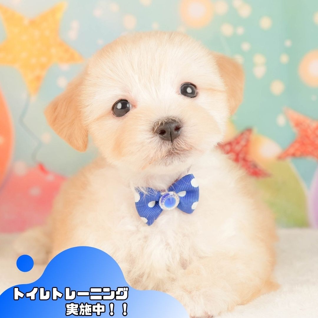 マルプー | 男の子 | アプリコット | 2026年3月2日（ID:dog-10007657）