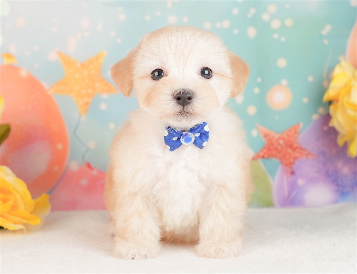 マルプー | 男の子 | アプリコット | 2026年3月2日（ID:dog-10007657）