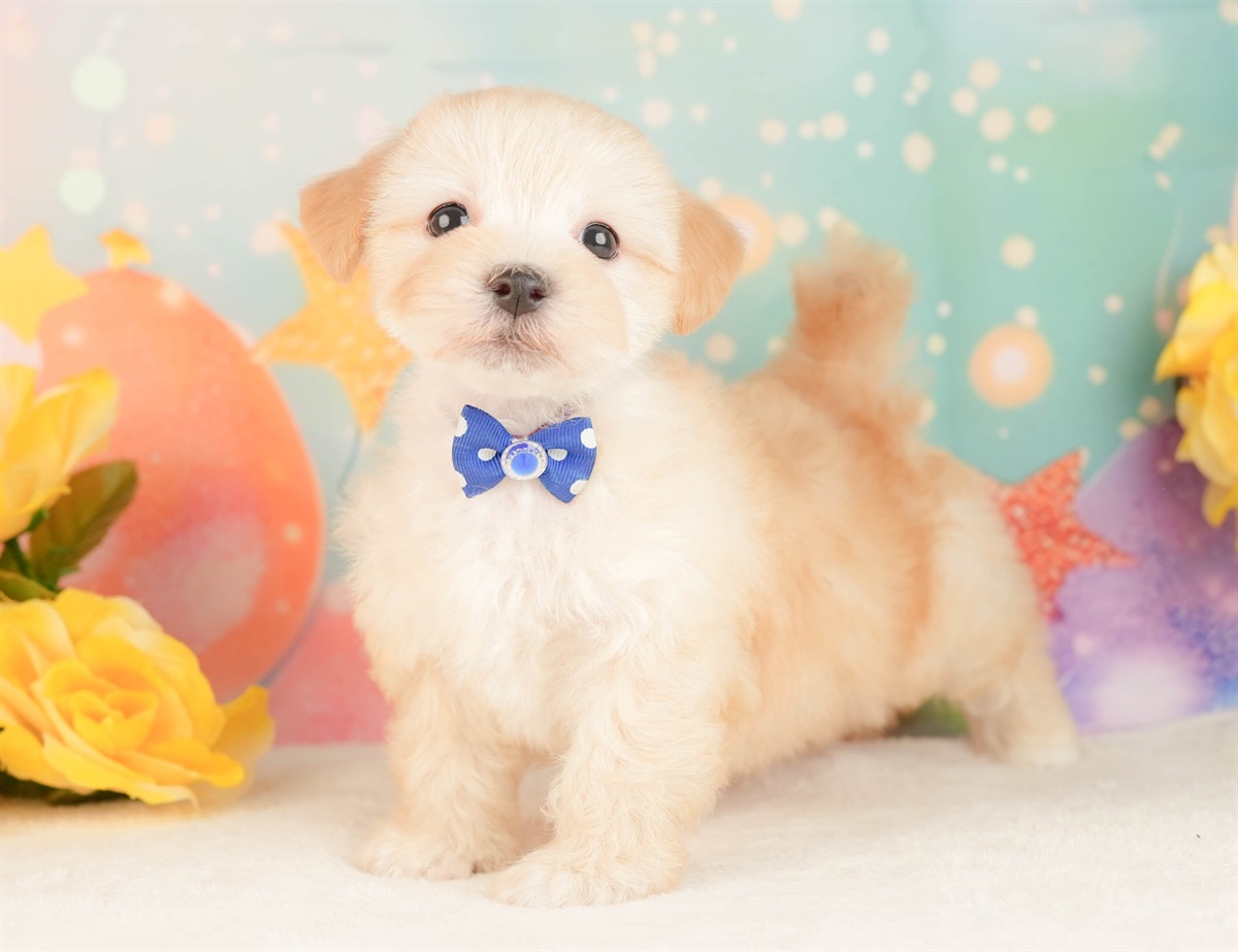 マルプー | 男の子 | アプリコット | 2026年3月2日（ID:dog-10007657）