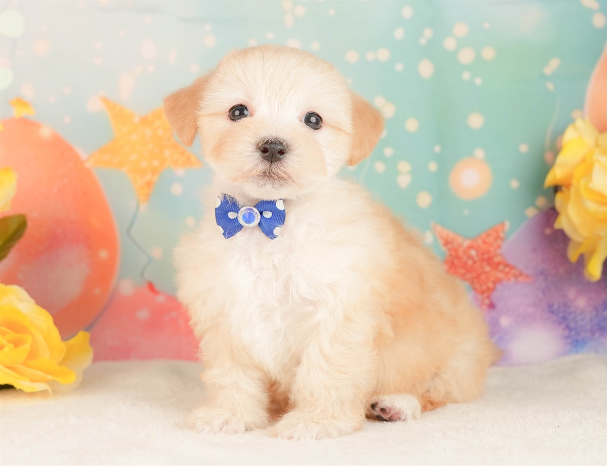 マルプー | 男の子 | アプリコット | 2026年3月2日（ID:dog-10007657）