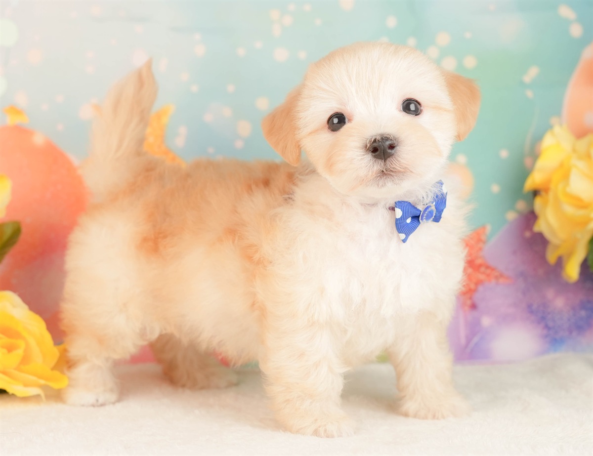 マルプー | 男の子 | アプリコット | 2026年3月2日（ID:dog-10007657）