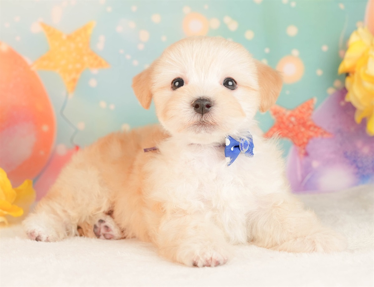 マルプー | 男の子 | アプリコット | 2026年3月2日（ID:dog-10007657）