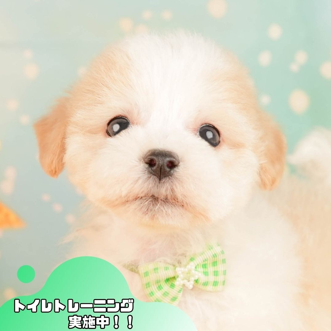 マルプー | 男の子 | クリーム | 2026年3月2日（ID:dog-10007659）