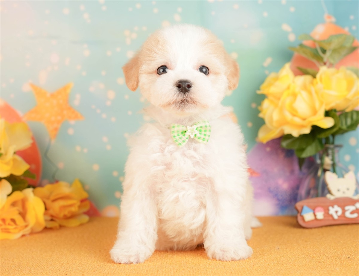 マルプー | 男の子 | クリーム | 2026年3月2日（ID:dog-10007659）