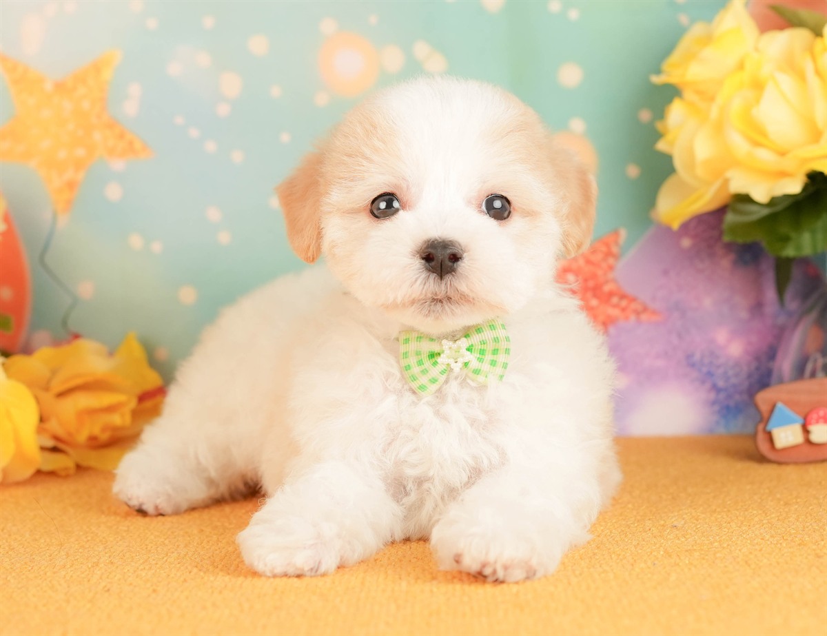 マルプー | 男の子 | クリーム | 2026年3月2日（ID:dog-10007659）