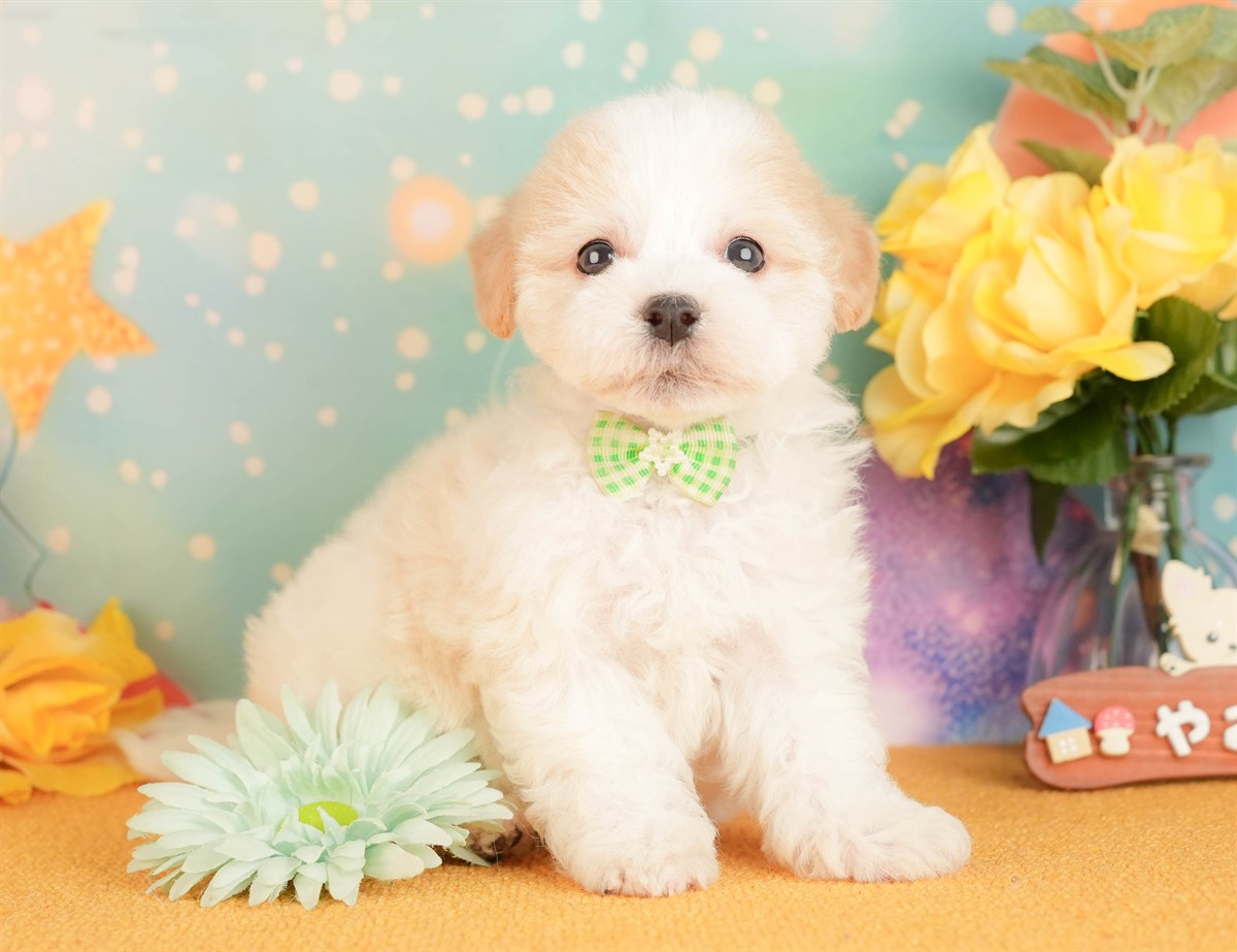 マルプー | 男の子 | クリーム | 2026年3月2日（ID:dog-10007659）