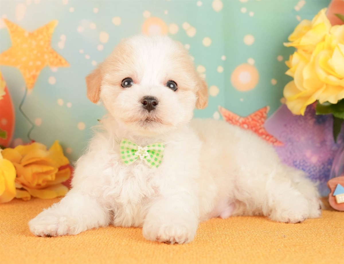 マルプー | 男の子 | クリーム | 2026年3月2日（ID:dog-10007659）