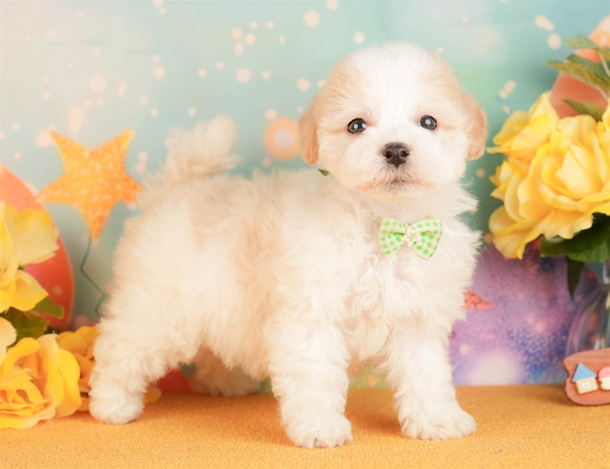 マルプー | 男の子 | クリーム | 2026年3月2日（ID:dog-10007659）