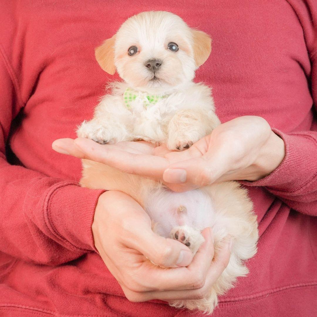 マルプー | 男の子 | アプリコット | 2026年3月2日（ID:dog-10007660）