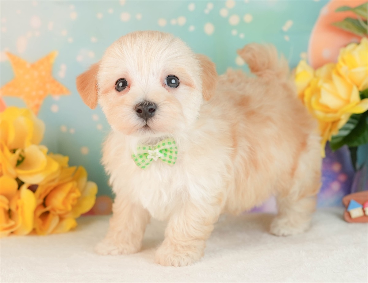 マルプー | 男の子 | アプリコット | 2026年3月2日（ID:dog-10007660）