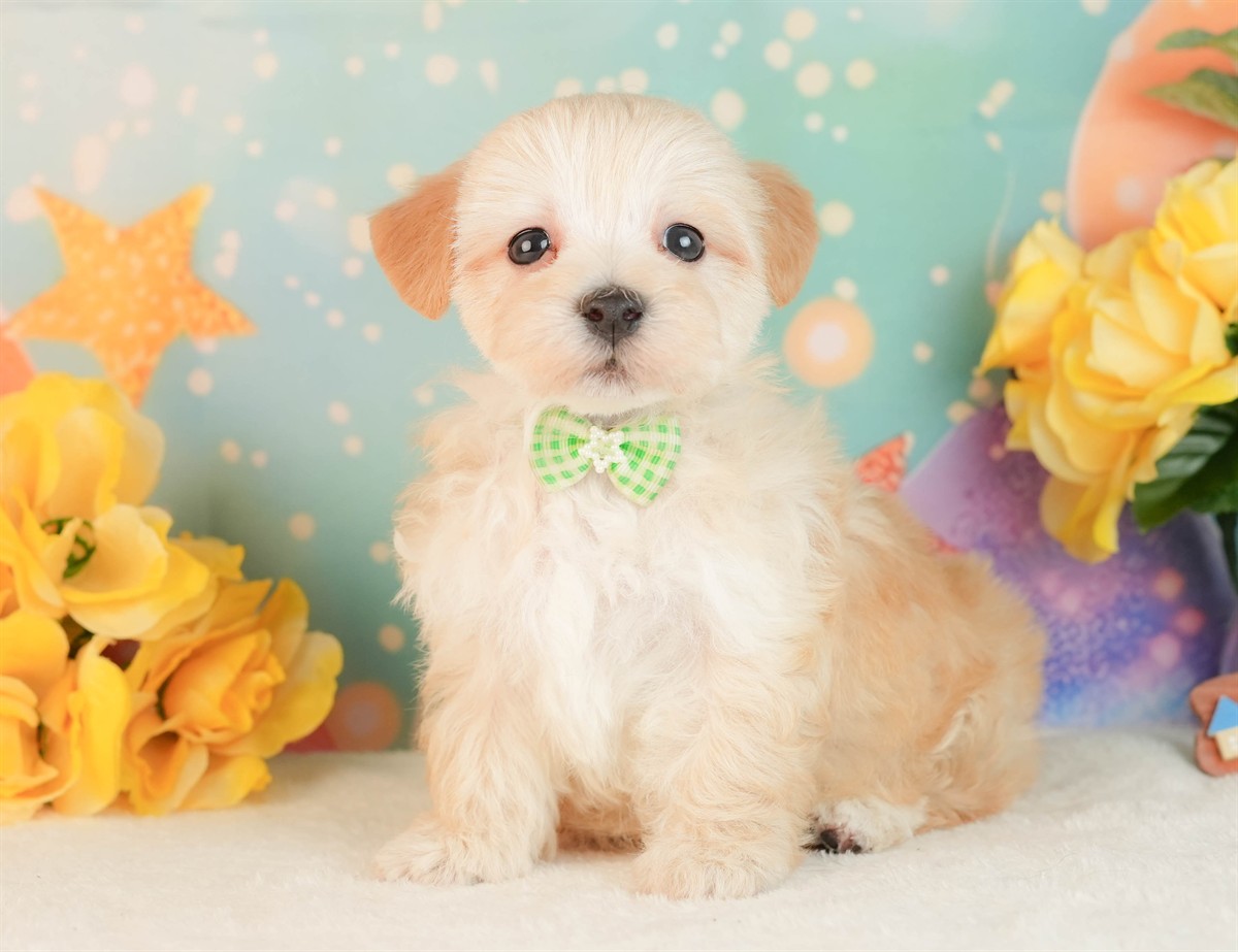 マルプー | 男の子 | アプリコット | 2026年3月2日（ID:dog-10007660）