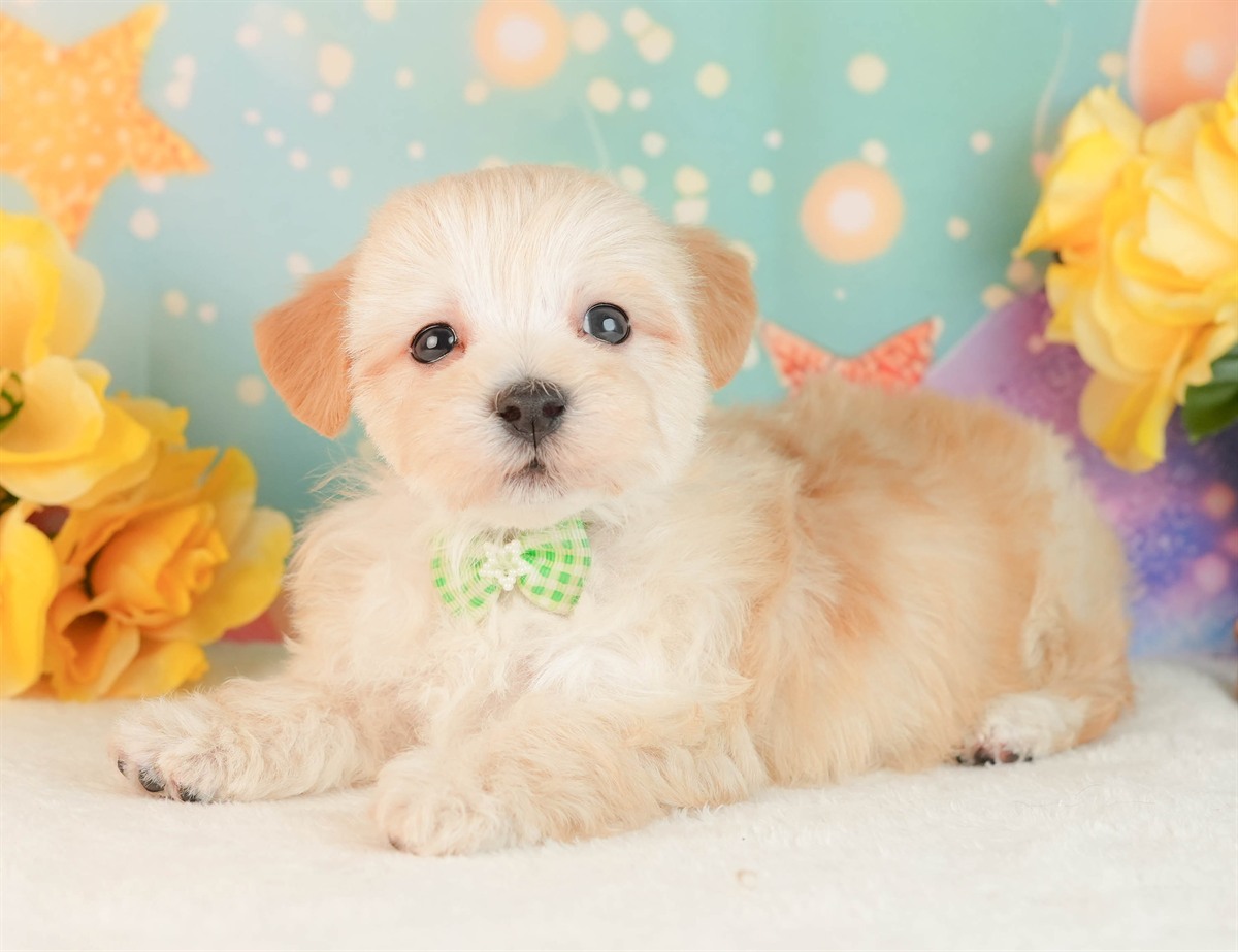 マルプー | 男の子 | アプリコット | 2026年3月2日（ID:dog-10007660）