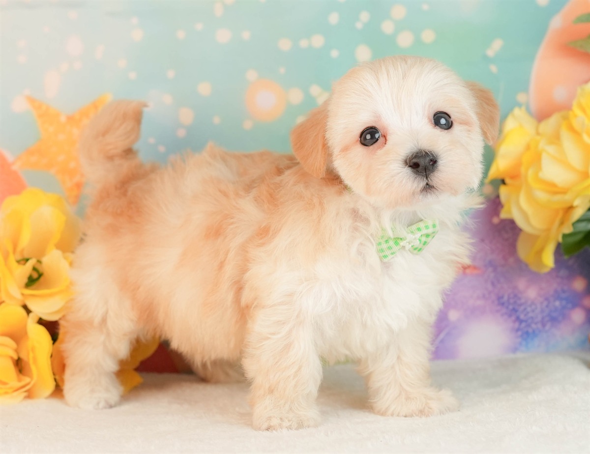 マルプー | 男の子 | アプリコット | 2026年3月2日（ID:dog-10007660）