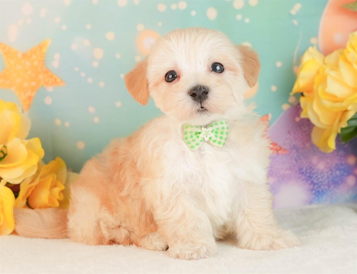 マルプー | 男の子 | アプリコット | 2026年3月2日（ID:dog-10007660）