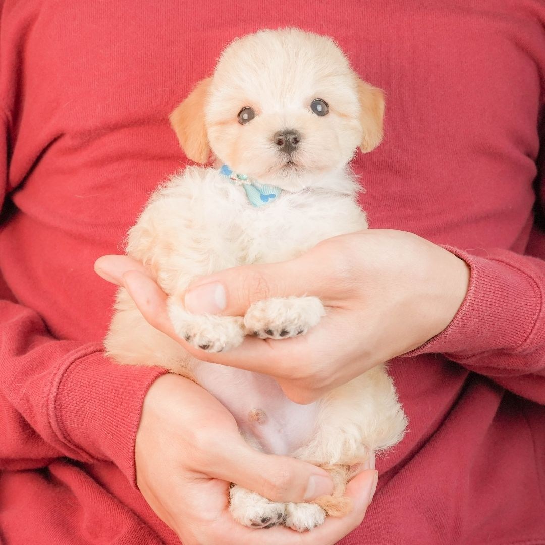 マルプー | 男の子 | アプリコット | 2026年3月2日（ID:dog-10007661）