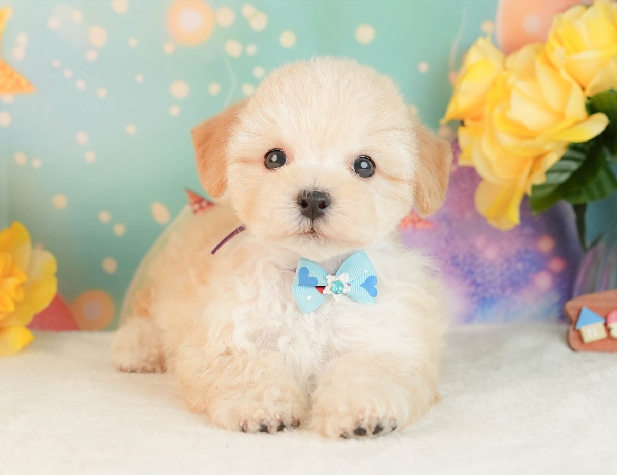 マルプー | 男の子 | アプリコット | 2026年3月2日（ID:dog-10007661）