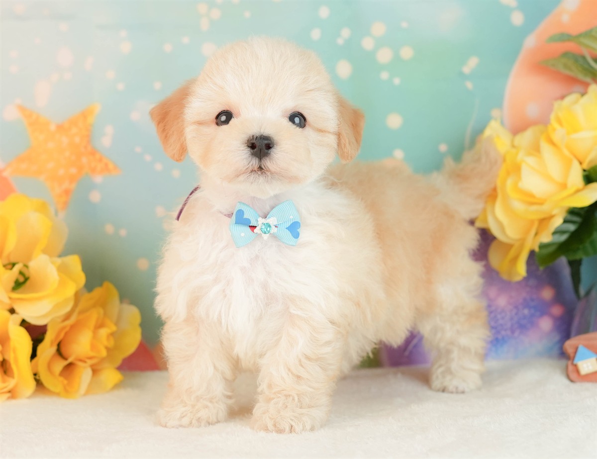 マルプー | 男の子 | アプリコット | 2026年3月2日（ID:dog-10007661）