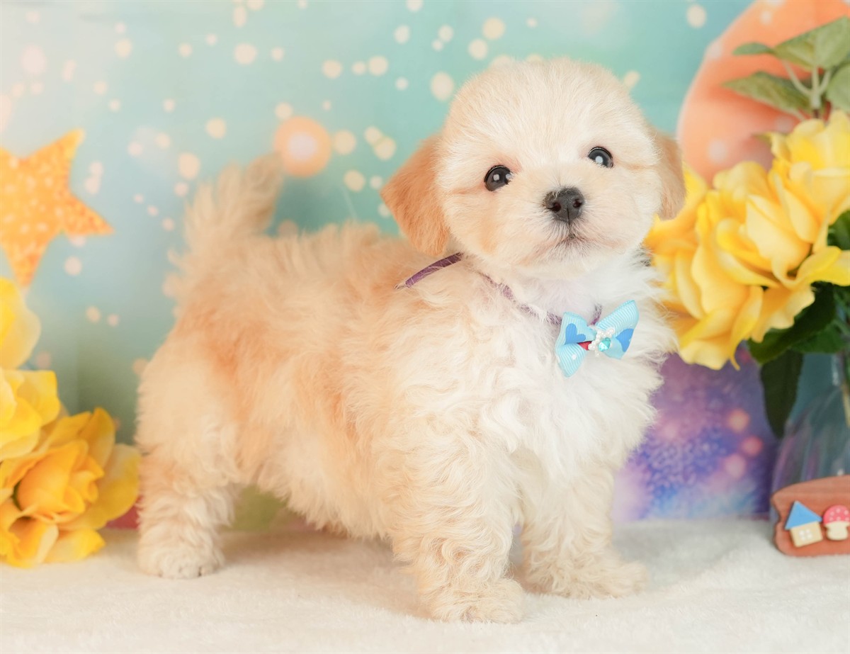 マルプー | 男の子 | アプリコット | 2026年3月2日（ID:dog-10007661）