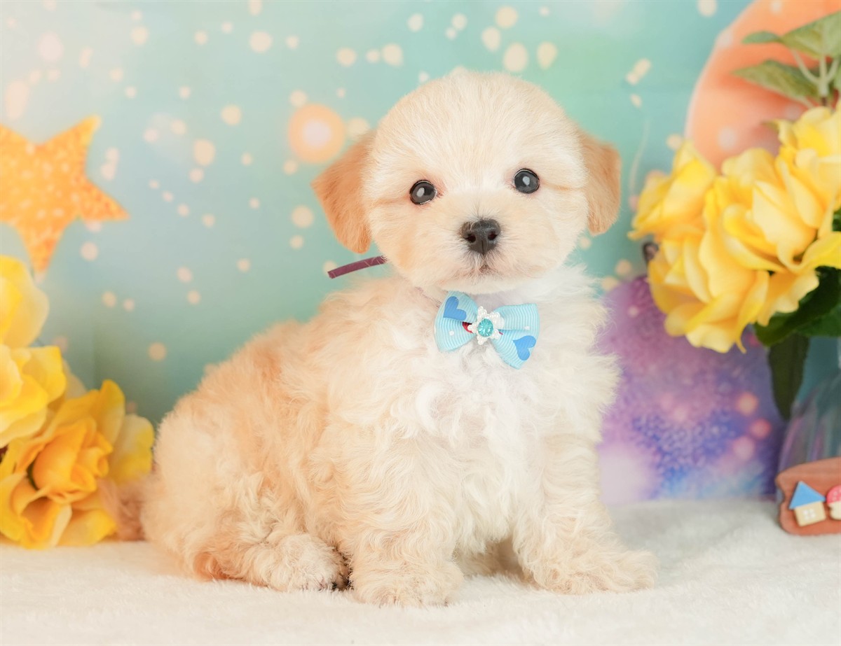 マルプー | 男の子 | アプリコット | 2026年3月2日（ID:dog-10007661）