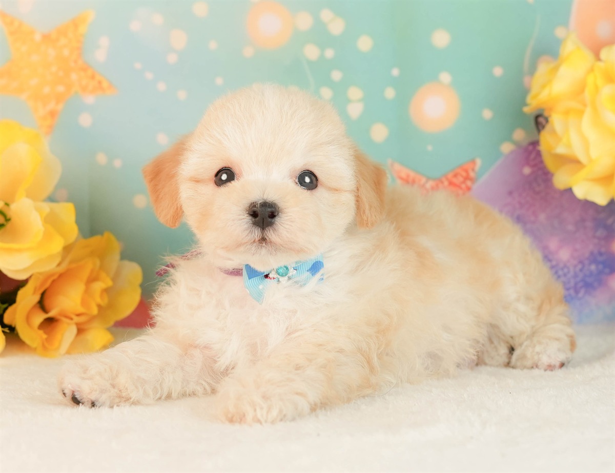 マルプー | 男の子 | アプリコット | 2026年3月2日（ID:dog-10007661）