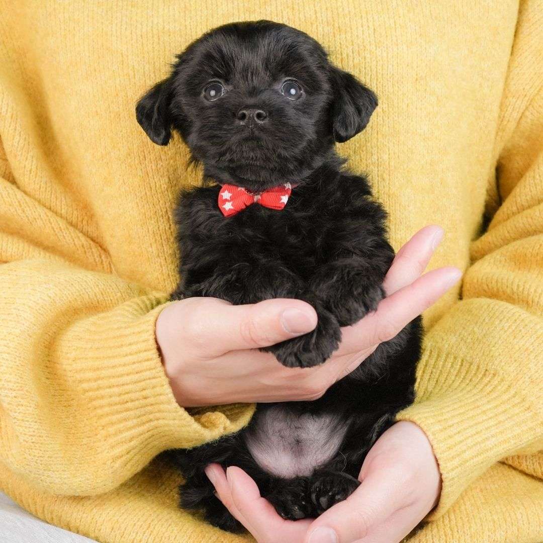 チワプー | 女の子 | ブラック | 2026年3月2日（ID:dog-10007663）