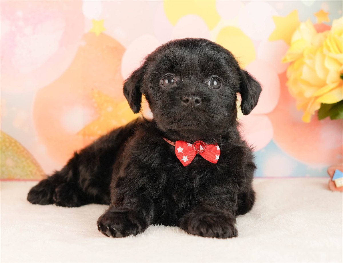 チワプー | 女の子 | ブラック | 2026年3月2日（ID:dog-10007663）