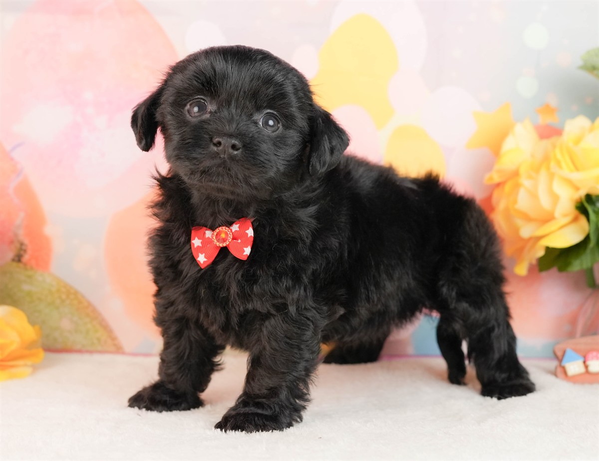 チワプー | 女の子 | ブラック | 2026年3月2日（ID:dog-10007663）