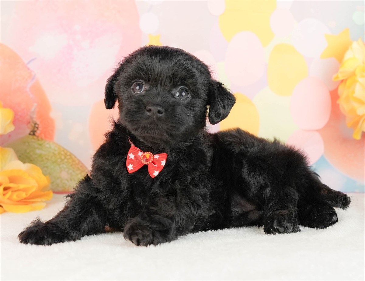 チワプー | 女の子 | ブラック | 2026年3月2日（ID:dog-10007663）