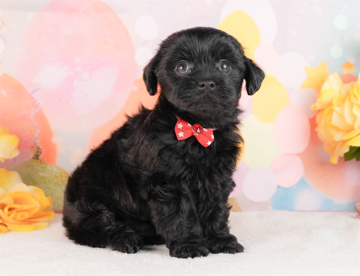 チワプー | 女の子 | ブラック | 2026年3月2日（ID:dog-10007663）