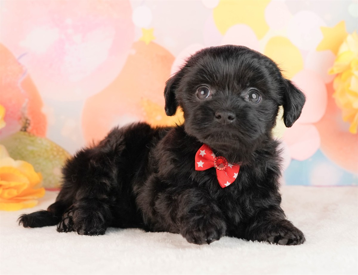 チワプー | 女の子 | ブラック | 2026年3月2日（ID:dog-10007663）