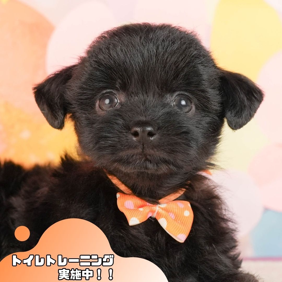 チワプー | 女の子 | ブラック | 2026年3月2日（ID:dog-10007665）