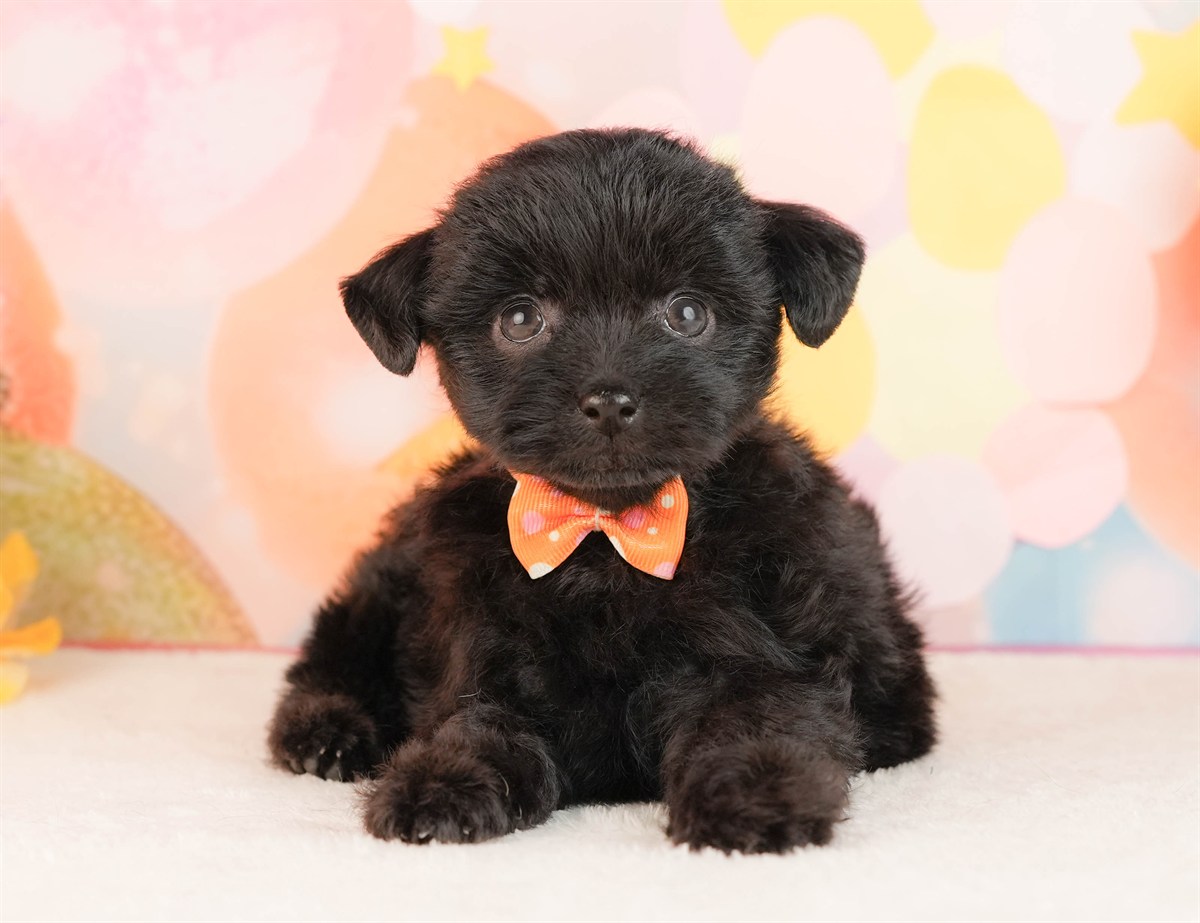 チワプー | 女の子 | ブラック | 2026年3月2日（ID:dog-10007665）