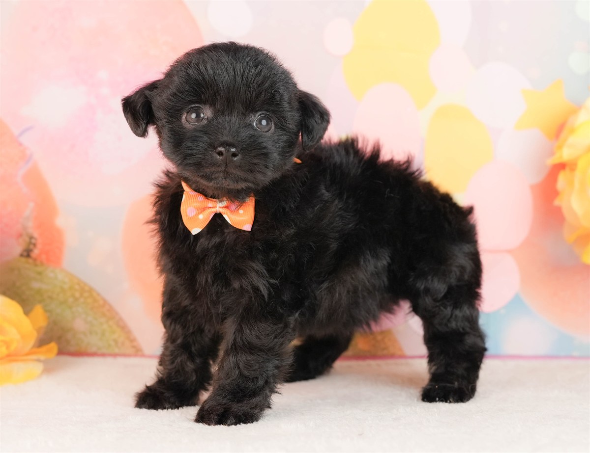 チワプー | 女の子 | ブラック | 2026年3月2日（ID:dog-10007665）