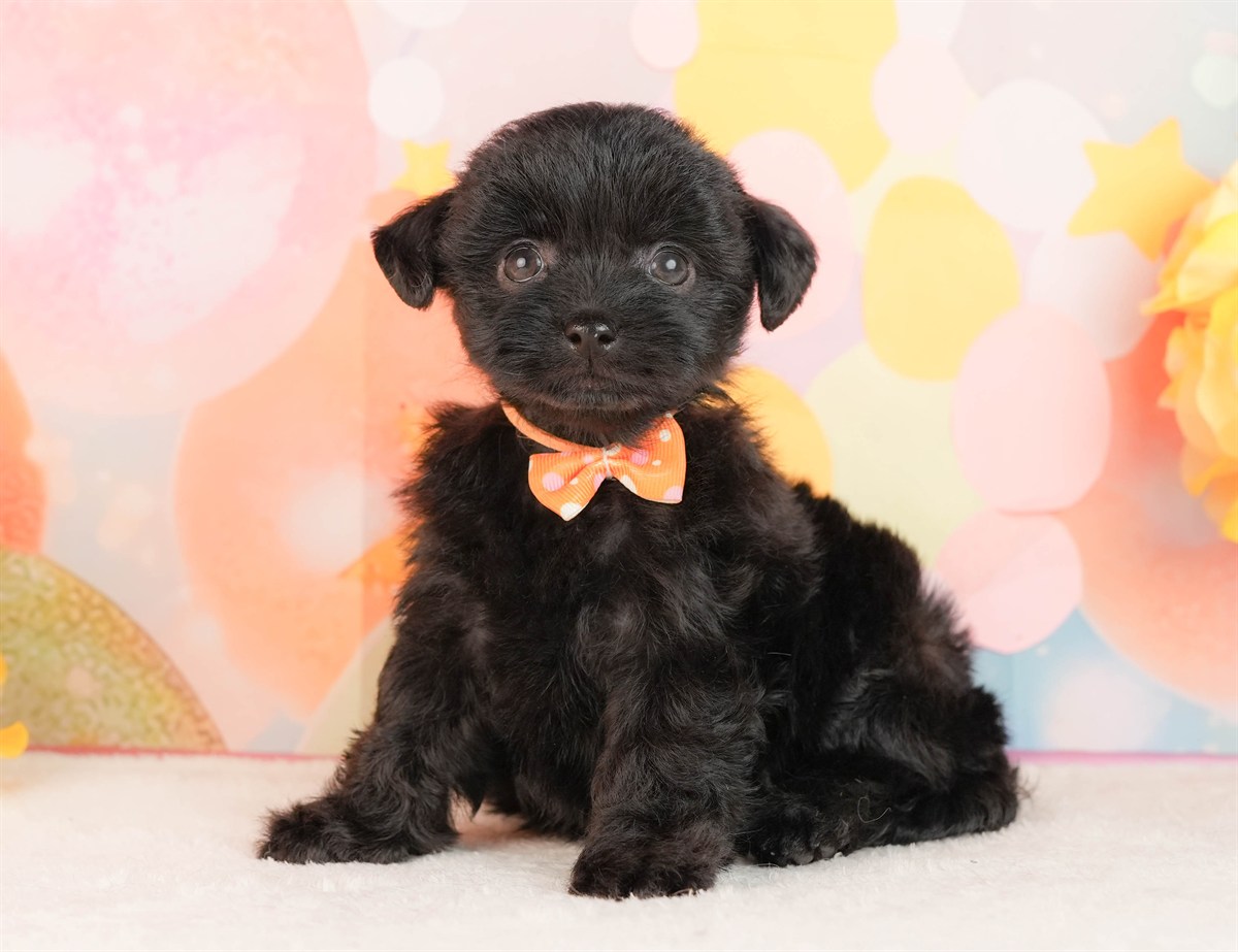 チワプー | 女の子 | ブラック | 2026年3月2日（ID:dog-10007665）