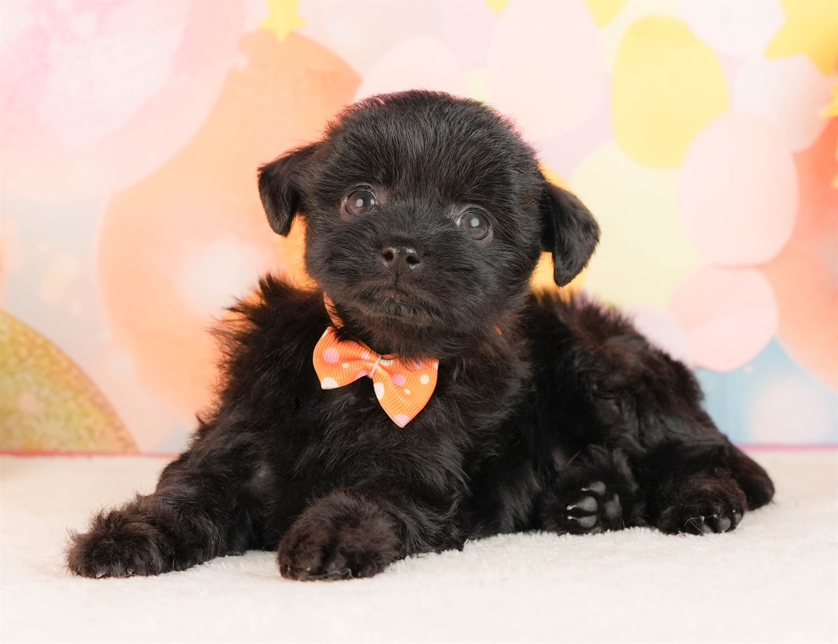 チワプー | 女の子 | ブラック | 2026年3月2日（ID:dog-10007665）