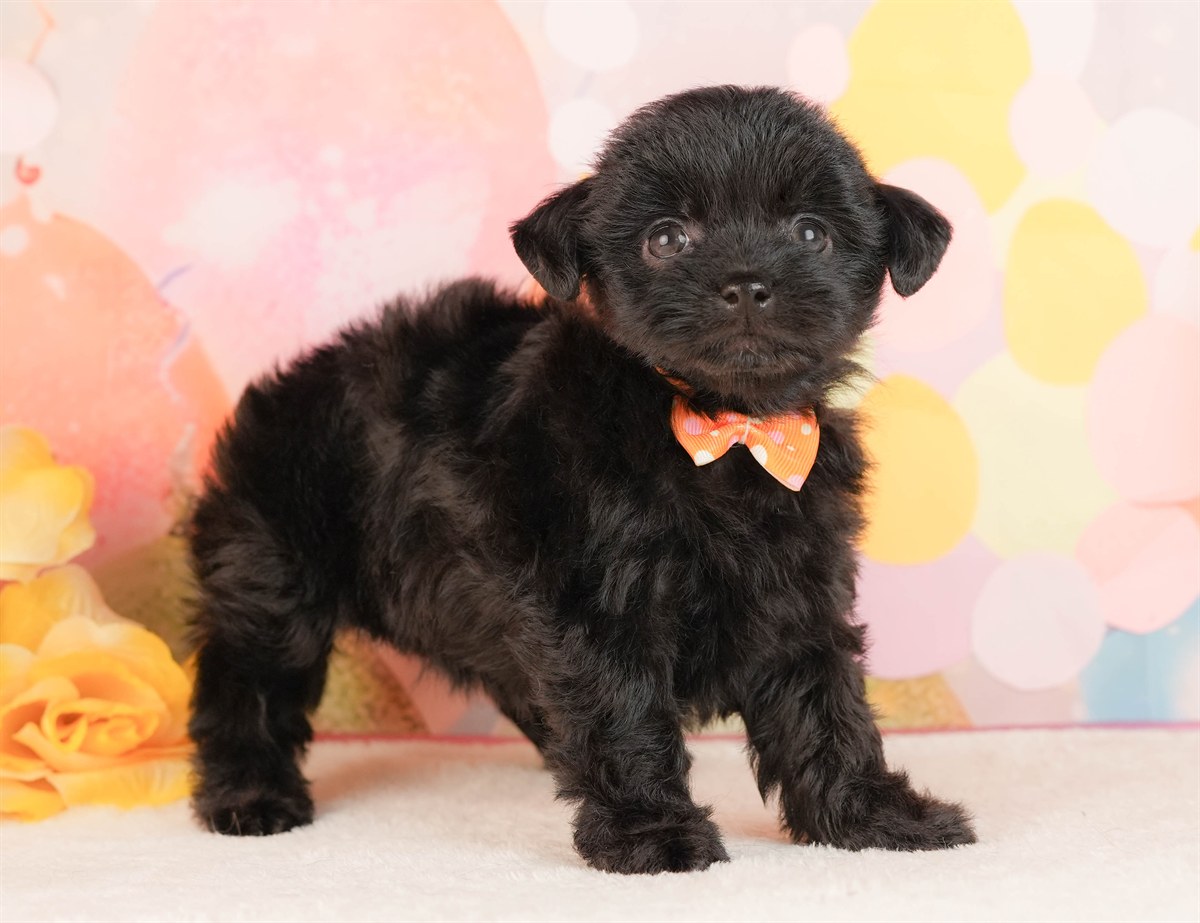 チワプー | 女の子 | ブラック | 2026年3月2日（ID:dog-10007665）