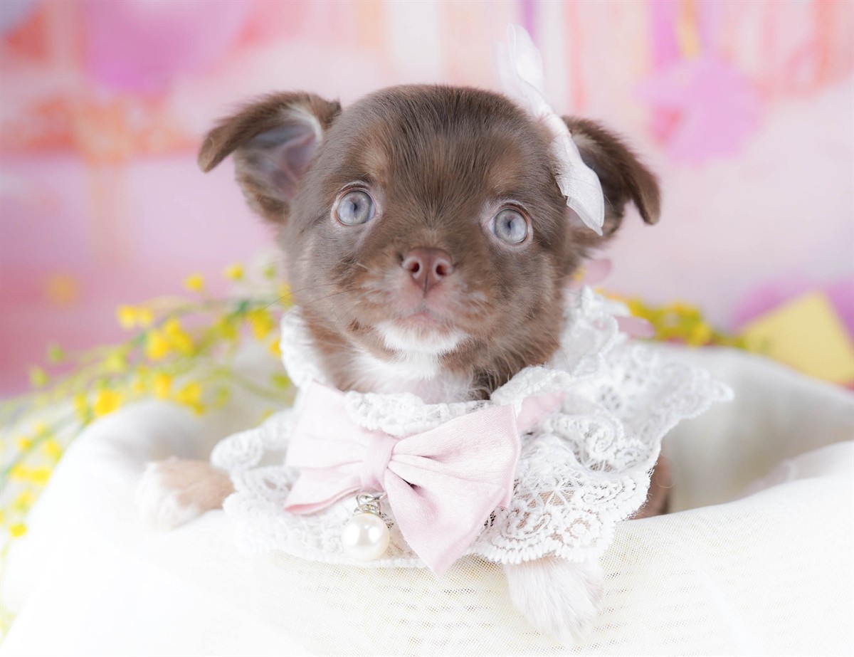 チワワ(ロング) | 女の子 | チョコレート＆タン | 2026年3月2日（ID:dog-10007666）