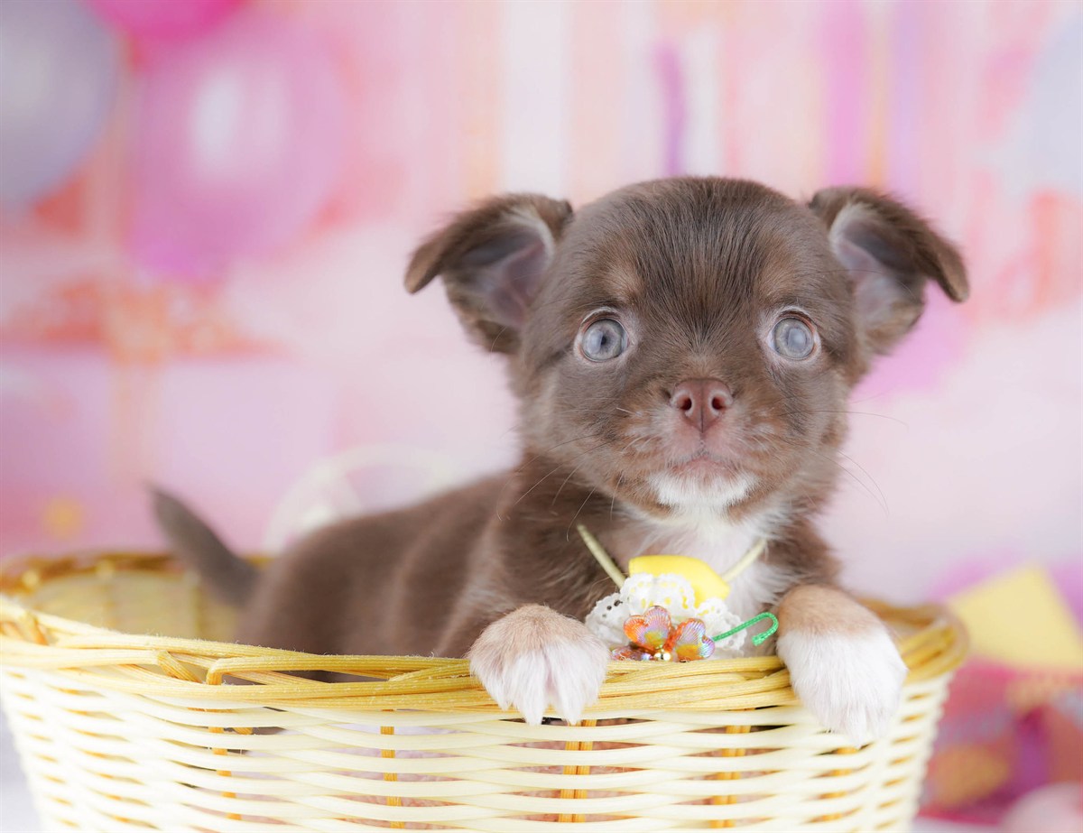 チワワ(ロング) | 女の子 | チョコレート＆タン | 2026年3月2日（ID:dog-10007666）