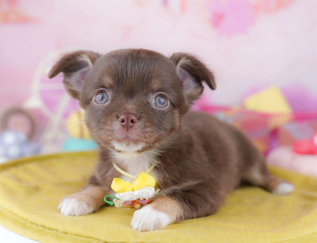 チワワ(ロング) | 女の子 | チョコレート＆タン | 2026年3月2日（ID:dog-10007666）