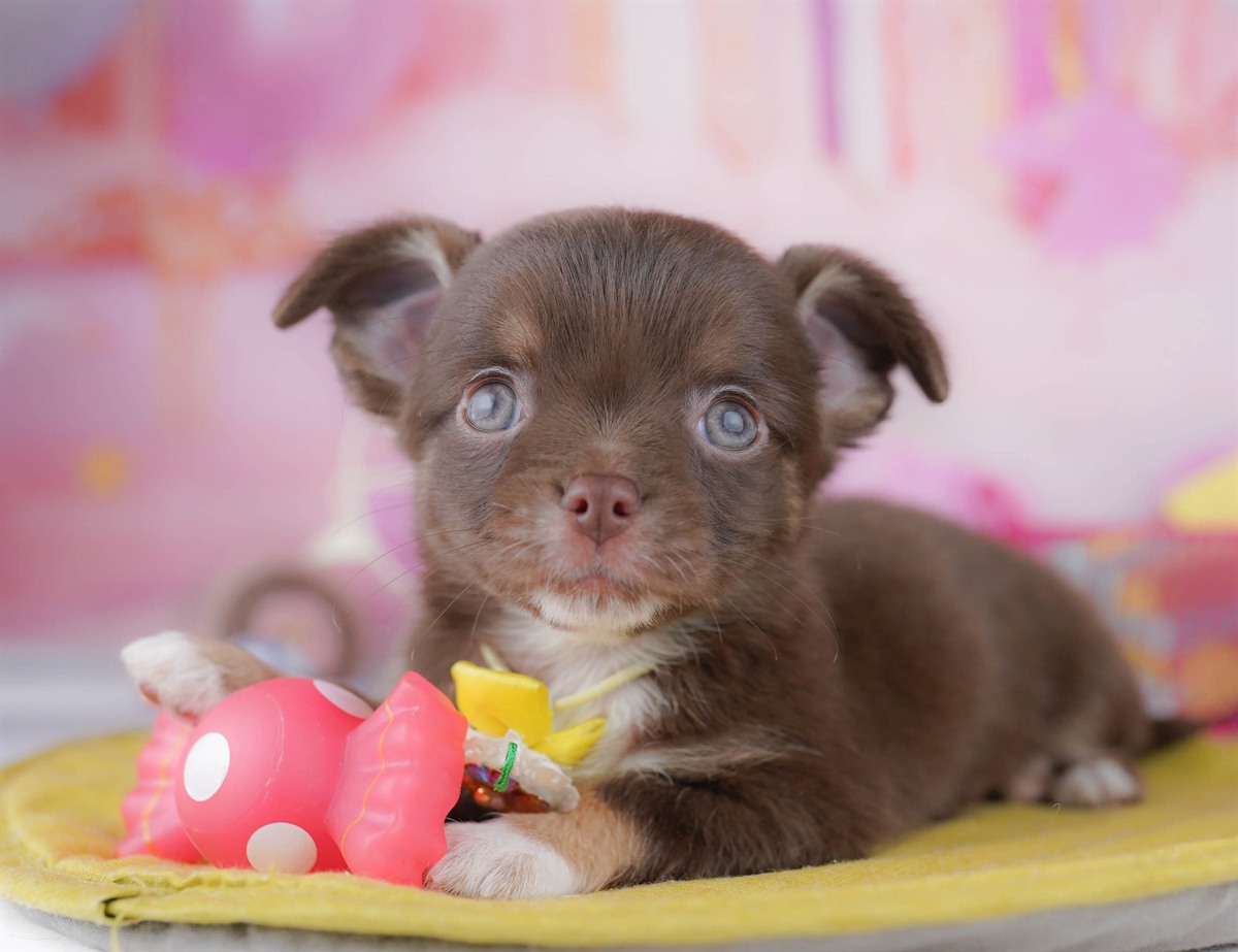 チワワ(ロング) | 女の子 | チョコレート＆タン | 2026年3月2日（ID:dog-10007666）