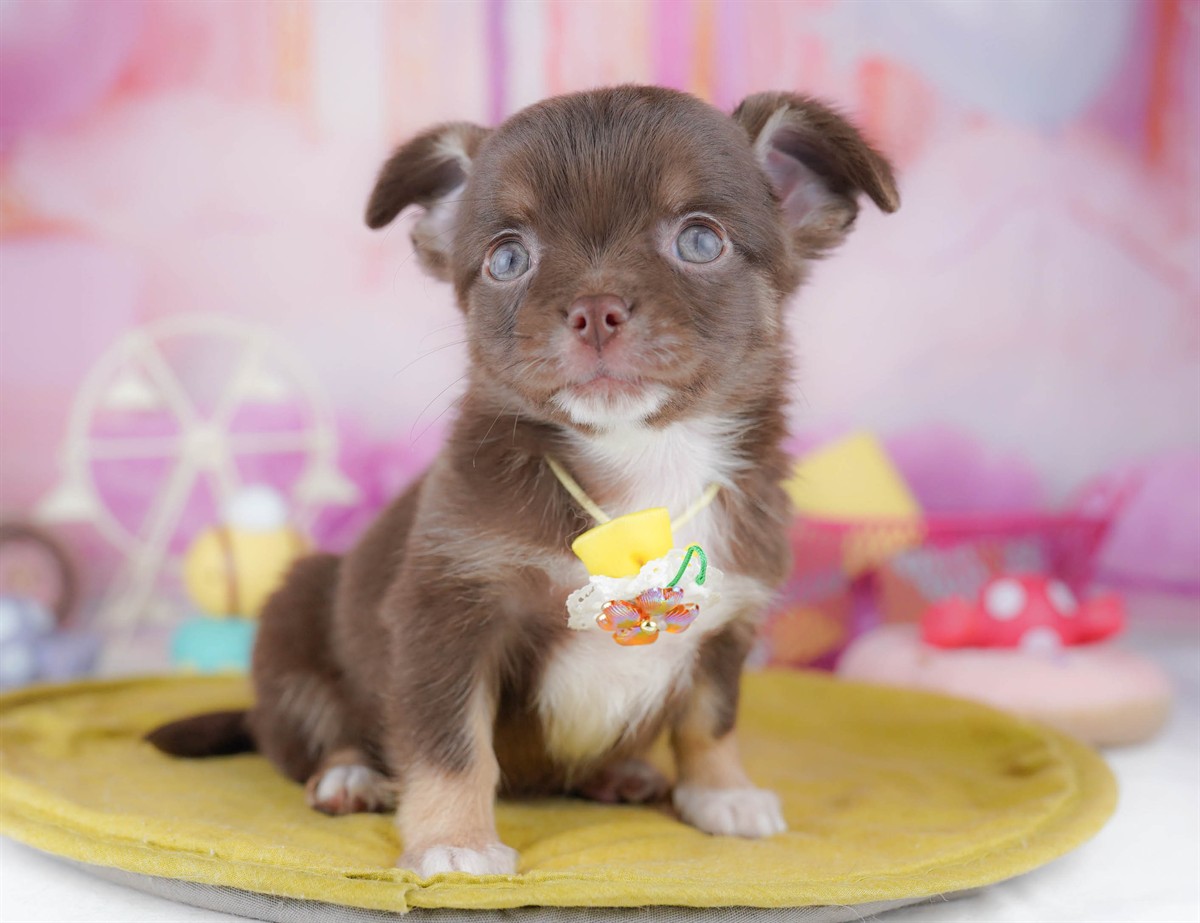 チワワ(ロング) | 女の子 | チョコレート＆タン | 2026年3月2日（ID:dog-10007666）