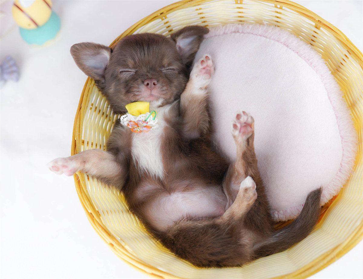 チワワ(ロング) | 女の子 | チョコレート＆タン | 2026年3月2日（ID:dog-10007666）