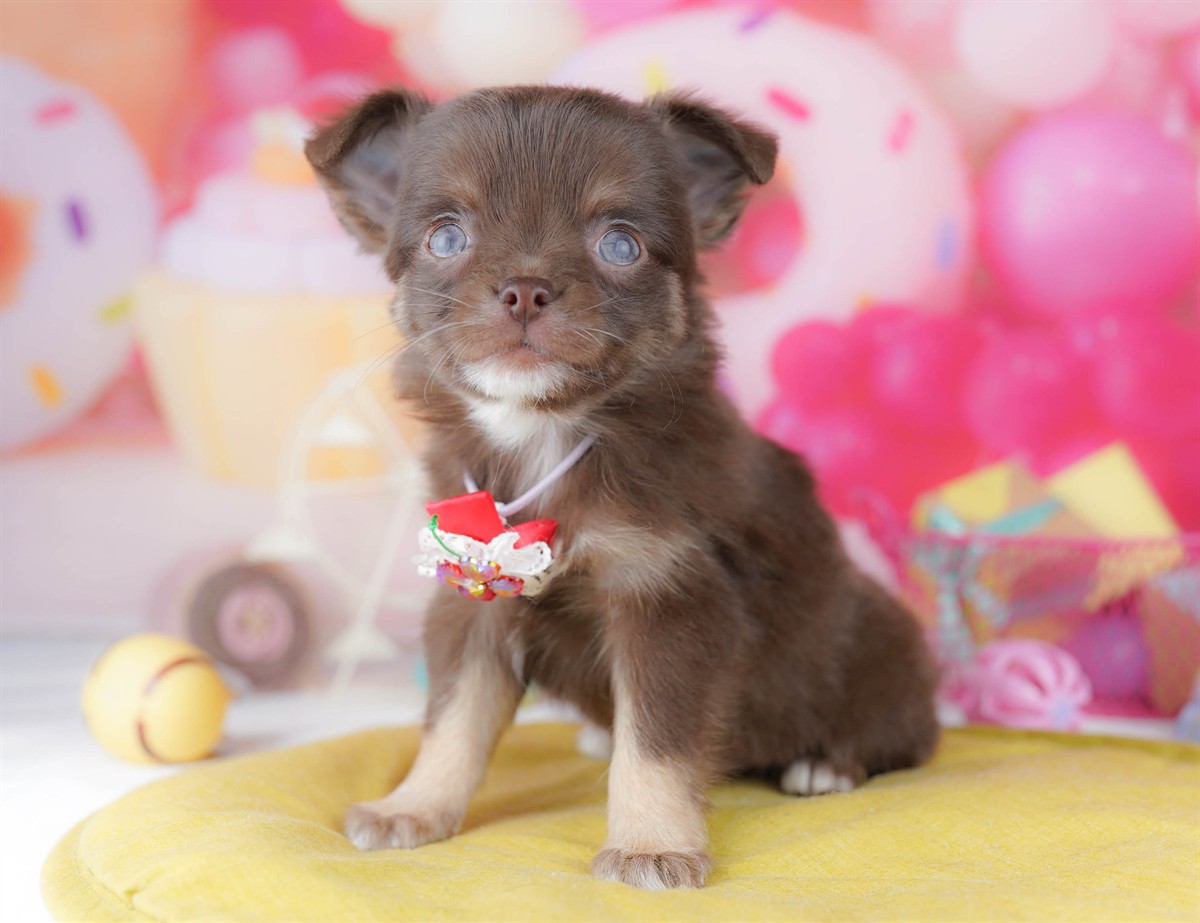 チワワ(ロング) | 男の子 | チョコレート&タン | 2026年3月2日(ID:dog-10007667)
