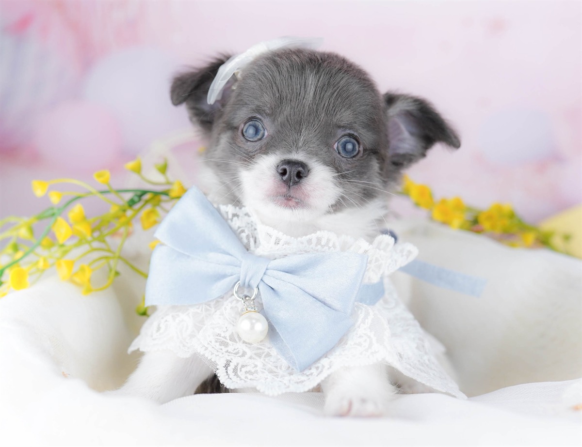 チワワ(ロング) | 女の子 | ブルータン＆ホワイト | 2026年3月2日（ID:dog-10007668）