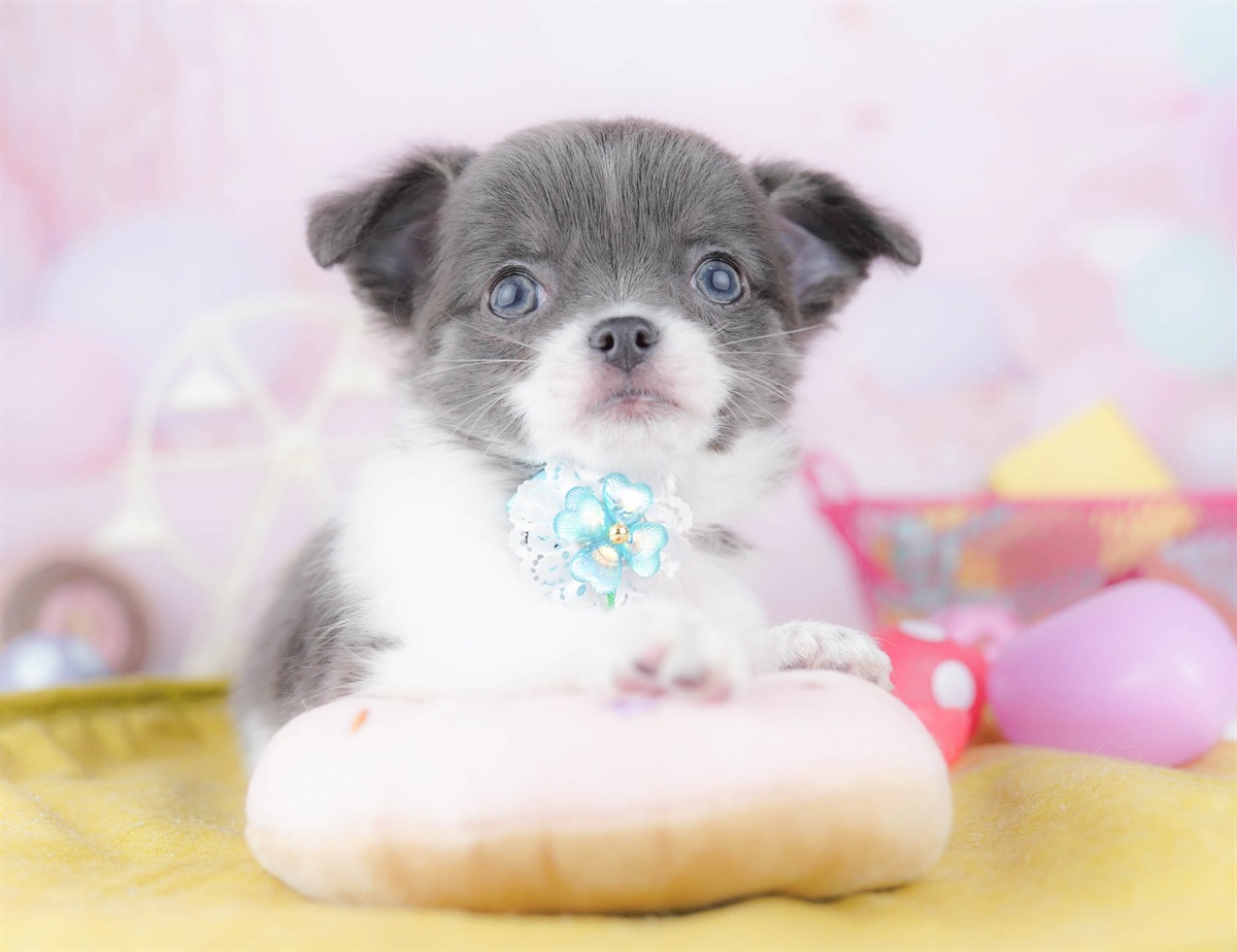 チワワ(ロング) | 女の子 | ブルータン＆ホワイト | 2026年3月2日（ID:dog-10007668）