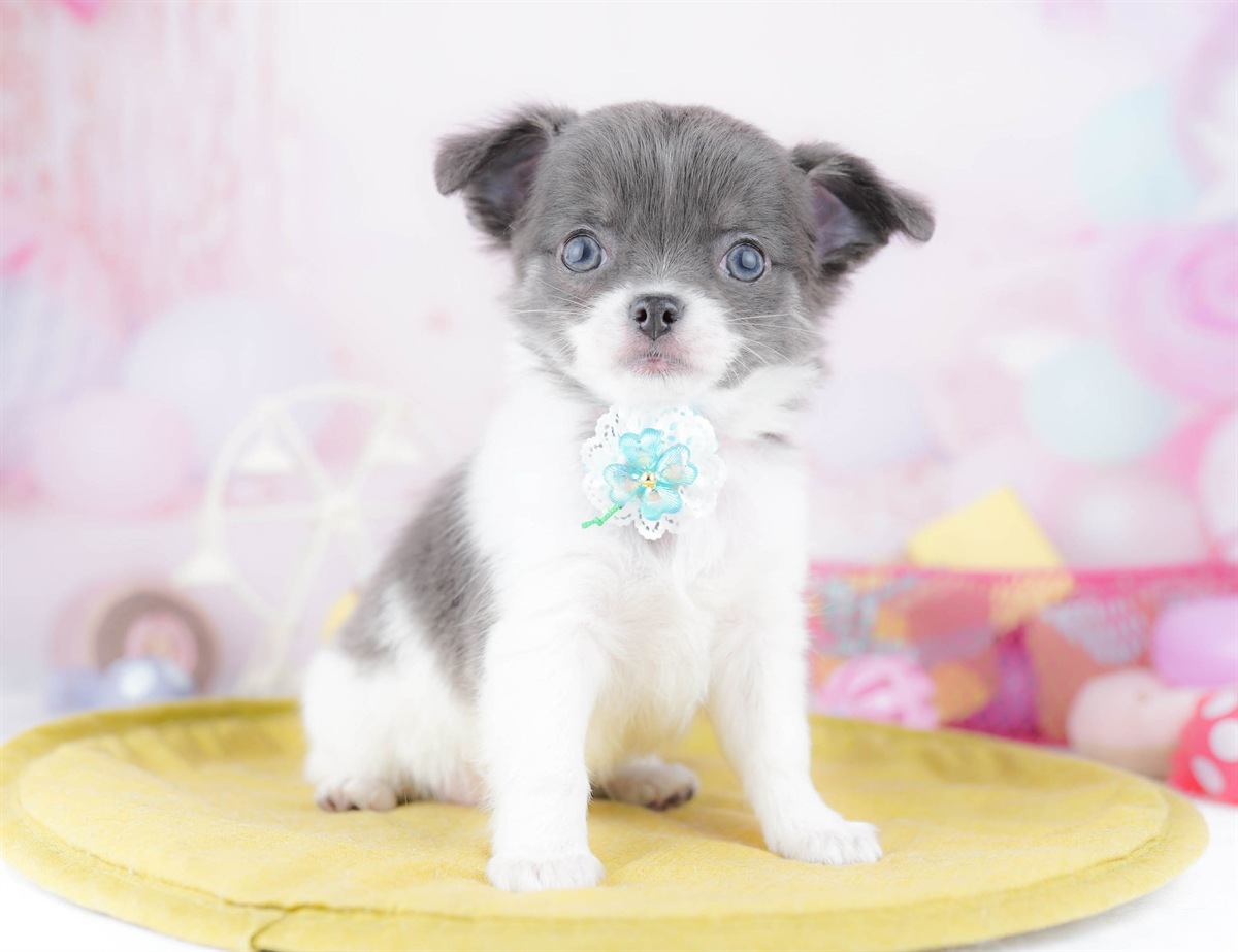 チワワ(ロング) | 女の子 | ブルータン＆ホワイト | 2026年3月2日（ID:dog-10007668）