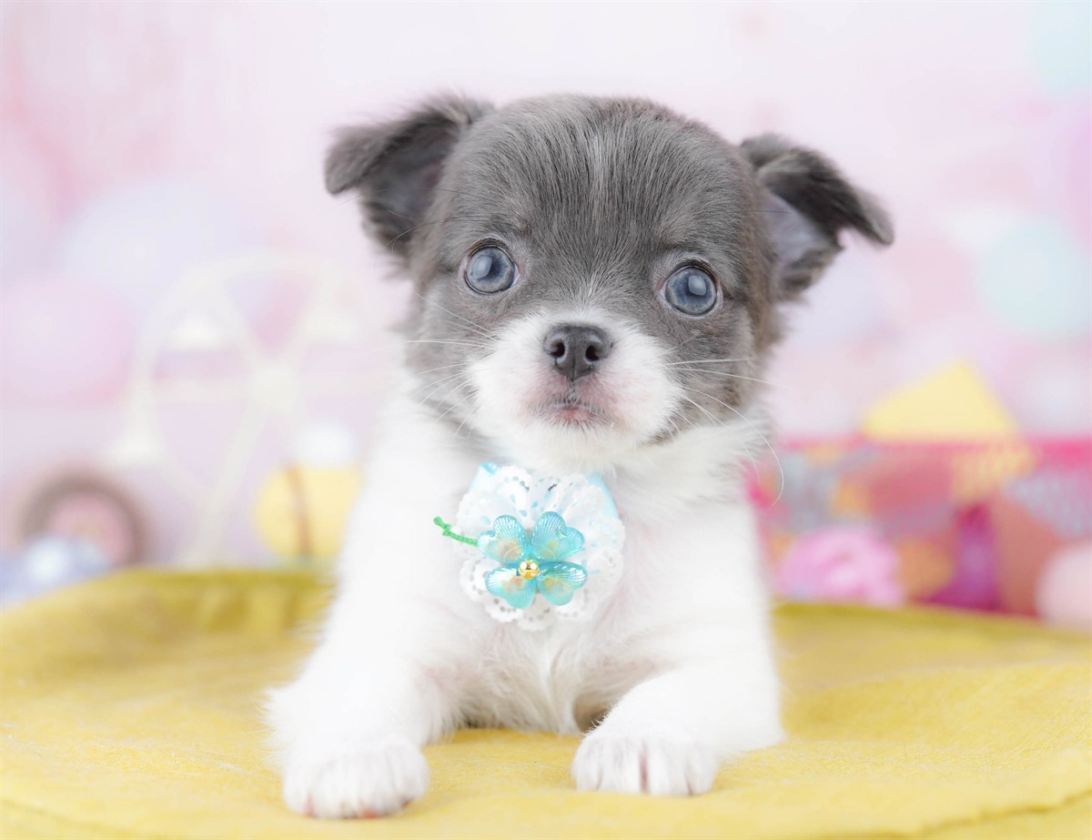 チワワ(ロング) | 女の子 | ブルータン＆ホワイト | 2026年3月2日（ID:dog-10007668）