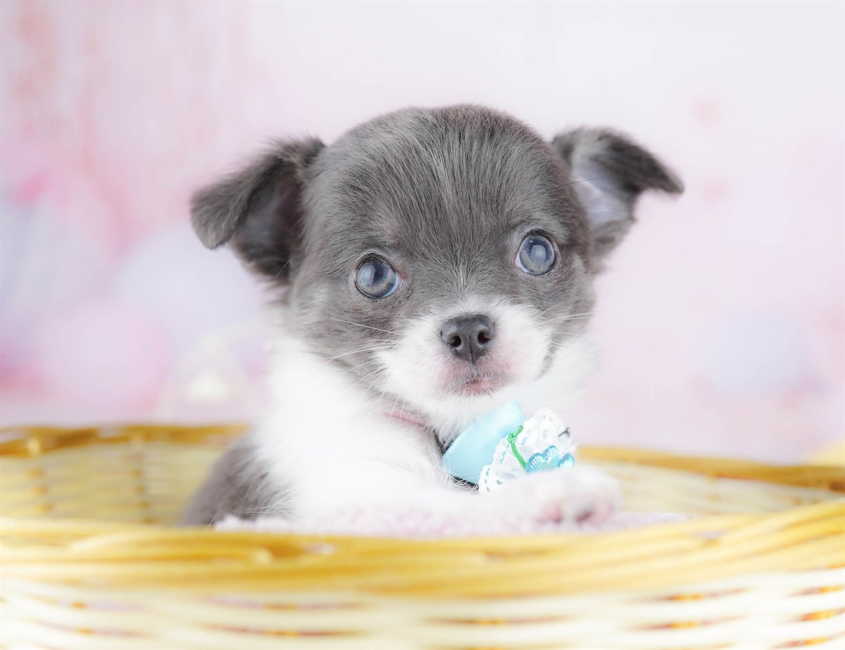 チワワ(ロング) | 女の子 | ブルータン＆ホワイト | 2026年3月2日（ID:dog-10007668）