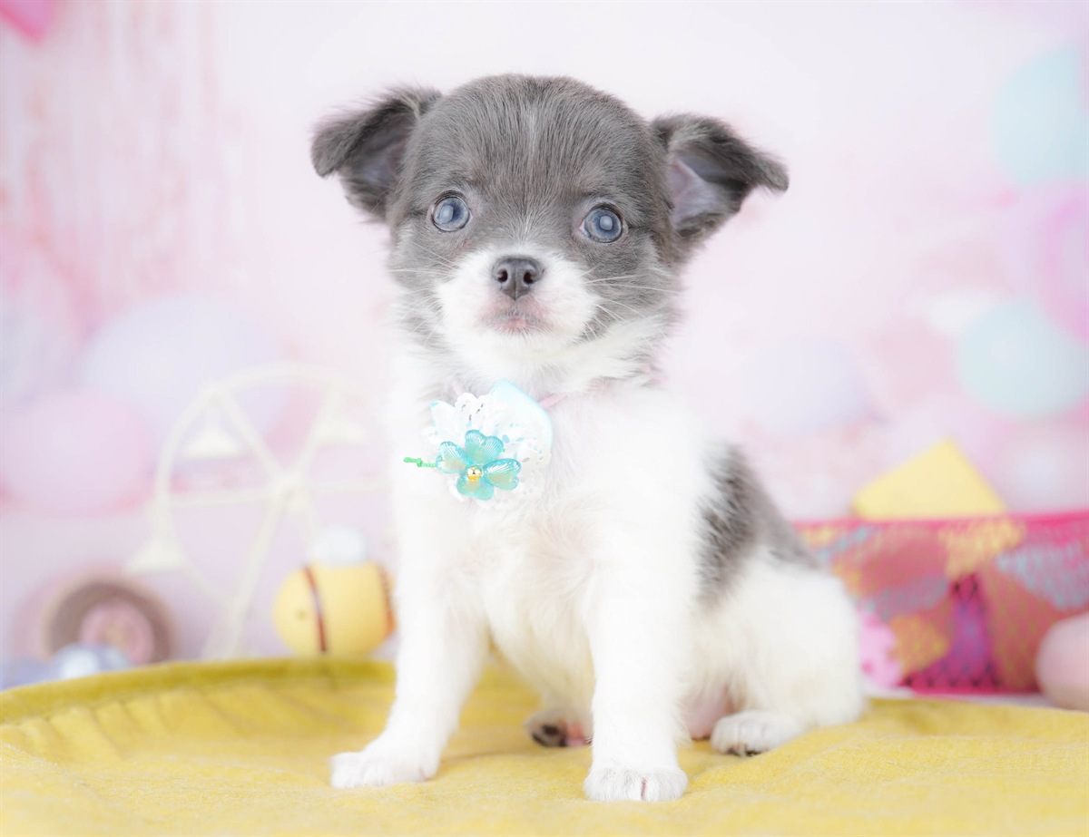 チワワ(ロング) | 女の子 | ブルータン＆ホワイト | 2026年3月2日（ID:dog-10007668）