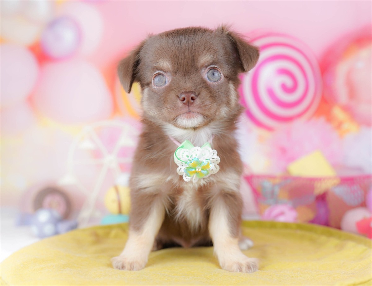 チワワ(ロング) | 男の子 | チョコレート&タン | 2026年3月2日(ID:dog-10007669)